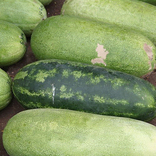 Fresh green and pink watermelon seeds from SeedsNow, ideal for planting Jubilee watermelon varieties.
