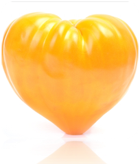Yellow Oxheart indeterminate tomato seeds by SeedsNow, showing vibrant seed packets for planting and gardening.