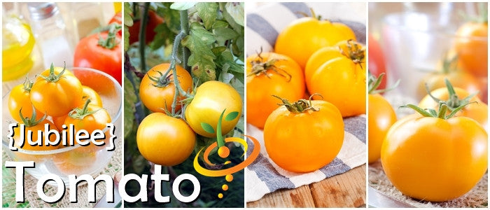 Indeterminate Jubilee Tomato seeds by SeedsNow, shown in a packet with ripe red tomatoes and lush green foliage.