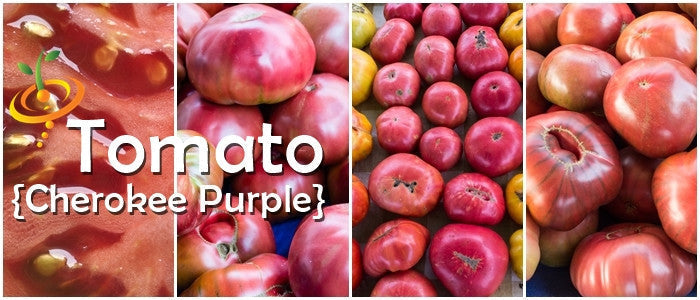 Cherokee Purple indeterminate tomato seeds from SeedsNow, showing vibrant purple heirloom tomato with green foliage.
