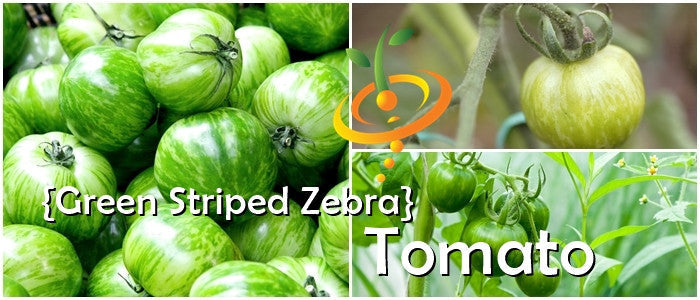Green striped Zebra tomato plant from SeedsNow, showcasing ripe semi-determinate tomato with green and white striped skin.