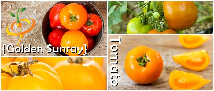 Golden Sunray indeterminate tomato seeds from SeedsNow, showing vibrant ripe tomatoes on the vine.