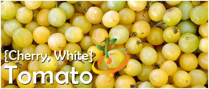 Cherry Tomato White indeterminate seeds from SeedsNow, showing a cluster of small, ripe white cherry tomatoes on the vine.