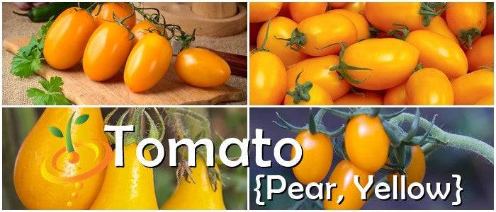 Yellow Pear Tomato Seeds | Close-up of ripe yellow pear tomatoes on the vine and cutting board