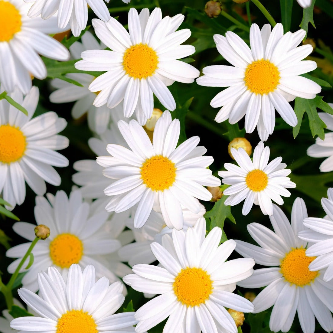 Buy Shasta Daisy Flower seeds online from the USA for your garden now!