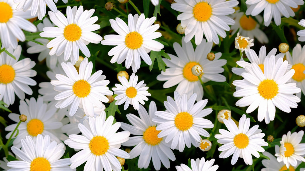Shasta Daisy flower seeds from SeedsNow-Flowers, showing small seed packets with the Daisy flower illustration and branding.