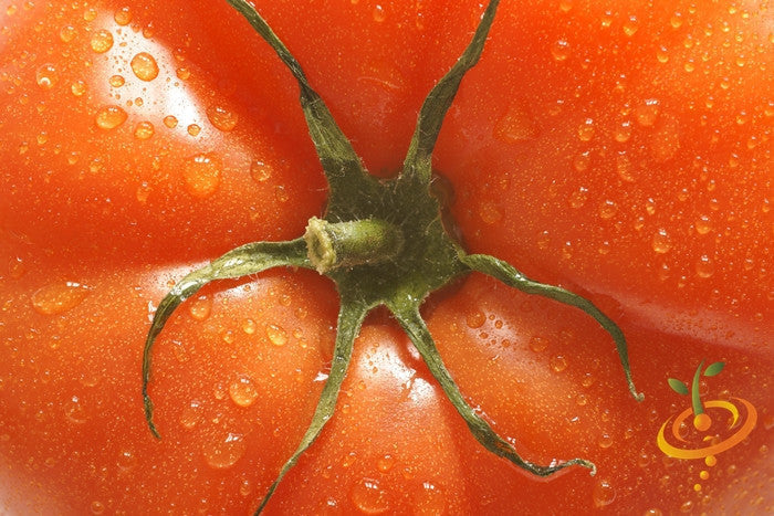 Healthy indeterminate Mortgage Lifter tomato plant with ripe red tomatoes on vine, grown from SeedsNow seeds.