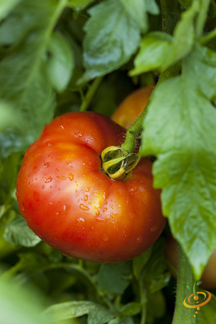 SeedsNow Mortgage Lifter indeterminate tomato seeds, healthy young tomato plants with green leaves and developing fruit.