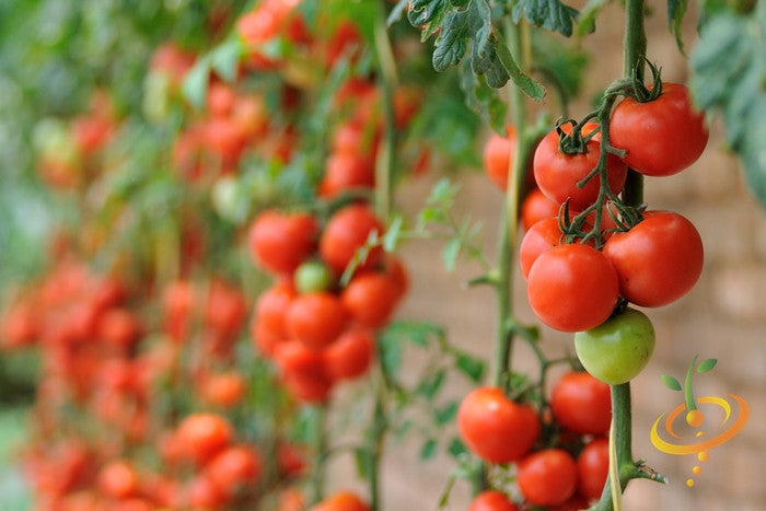 Healthy indeterminate tomato plant with ripe Money Maker tomatoes on the vine, grown by SeedsNow.