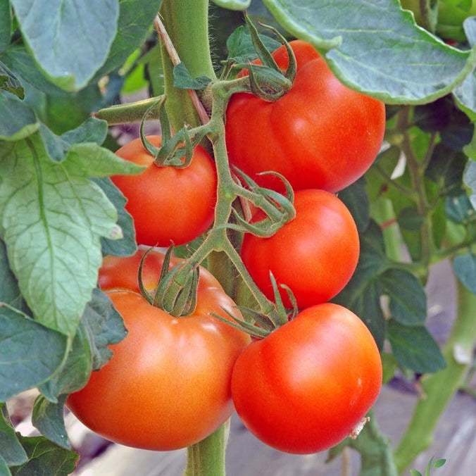 Shop Abraham Abe Lincoln tomato seeds to order online from the USA. Meaty, juicy heirloom slicer. Open-pollinated OP, USA-quality, NON-GMO organic seeds & more!