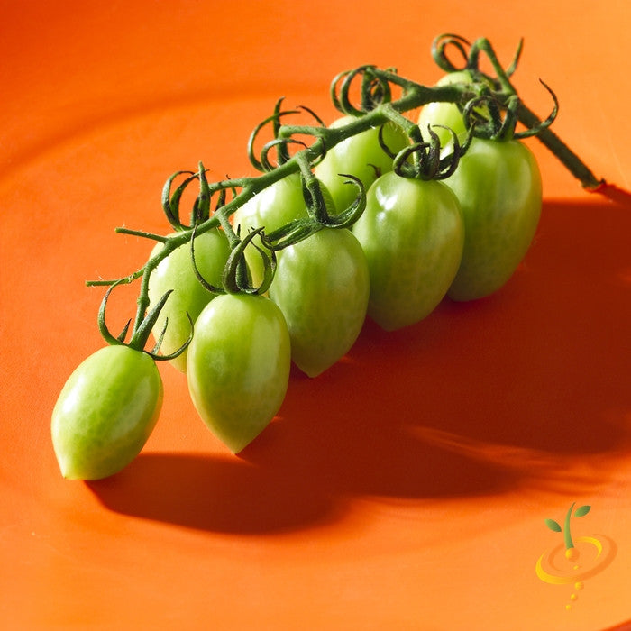 Green Grape indeterminate tomato seeds from SeedsNow, showcasing small, vibrant green grape-shaped tomatoes on the vine.