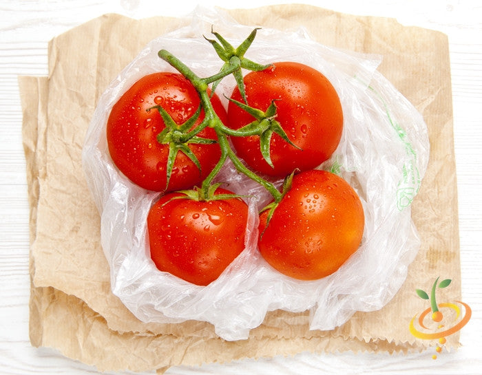 Healthy indeterminate Money Maker tomato plant seedlings from SeedsNow, with vibrant green leaves and developing fruit.