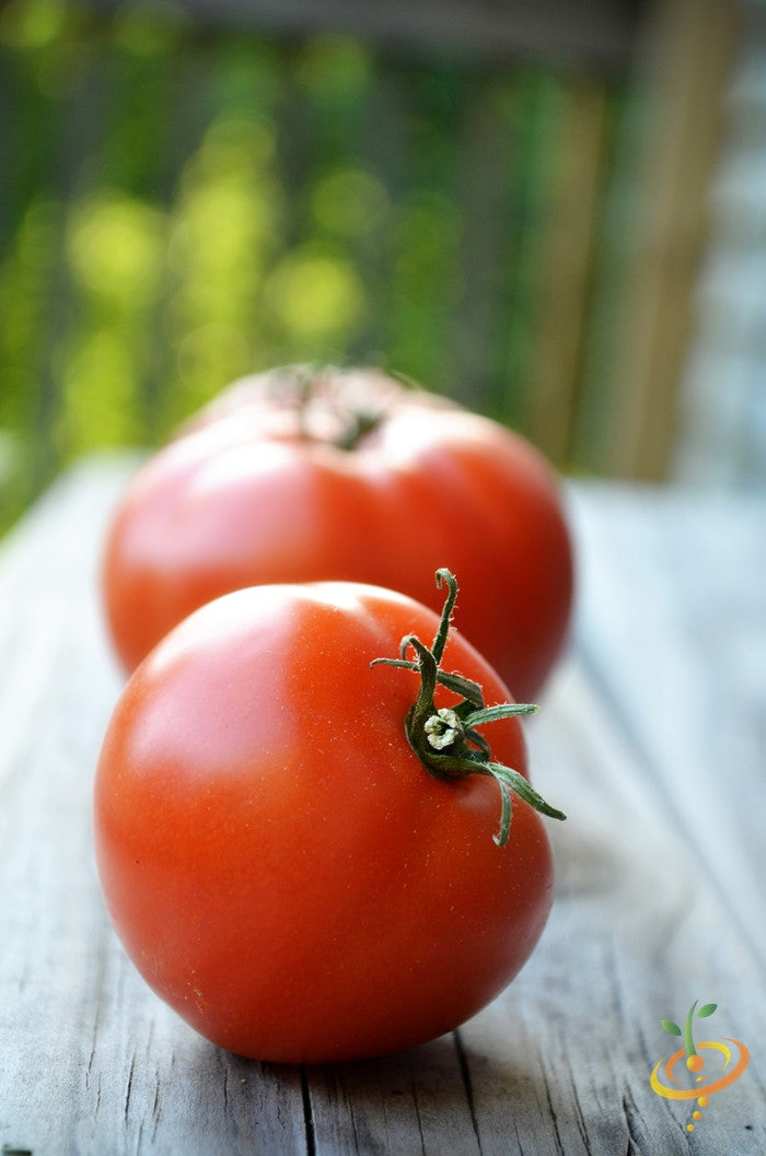 Indeterminate Marglobe Supreme tomato seeds by SeedsNow, showing vibrant ripe tomatoes on the vine.