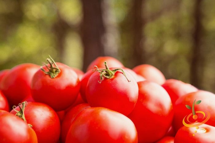 Manitoba tomato seeds by SeedsNow, showing ripe red determinate tomato on the vine, ready for planting in garden or containers.