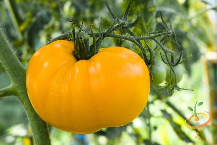Yellow Brandywine indeterminate tomato seeds from SeedsNow, showing vibrant yellow tomato fruits and lush green foliage.