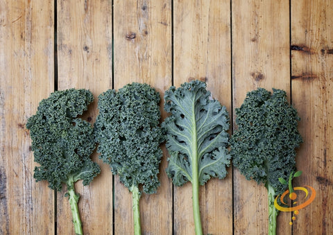 *FREE* All-in-1 Kale Greens Seed Kit