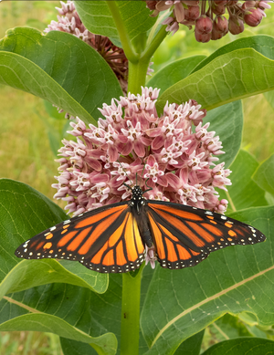 Flowers - Milkweed, Common