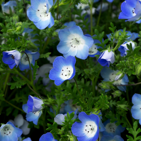 Baby Blue Eyes (Perennial) flower seeds for sale online in the USA