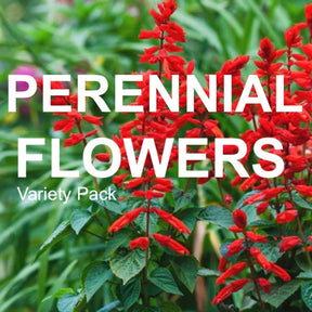 Assortment of 15 popular perennial flower seed varieties for sustainable garden planting