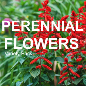 Assortment of 15 popular perennial flower seed varieties for sustainable garden planting