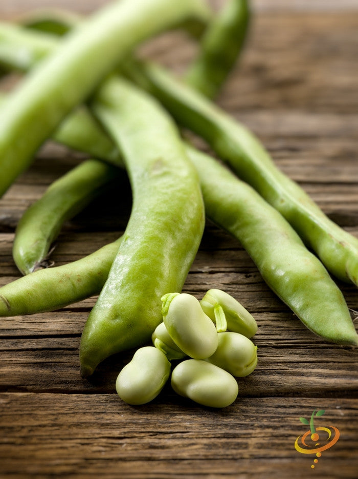 Bean (Fava/Pole) - Broad Windsor.