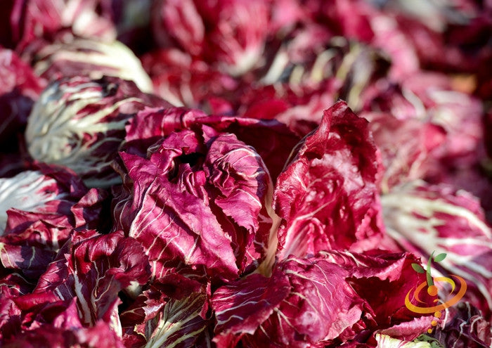 Chicory - Verona, Red.