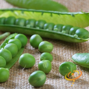 Close-up of fresh green peas and open pea pods for Progress No. 9 seeds