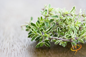 Thyme.