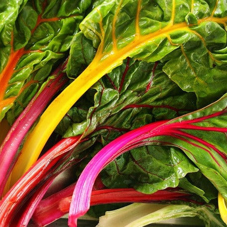 Swiss Chard - Rainbow Mix - SeedsNow.com