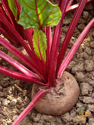 Beet - Boltardy.