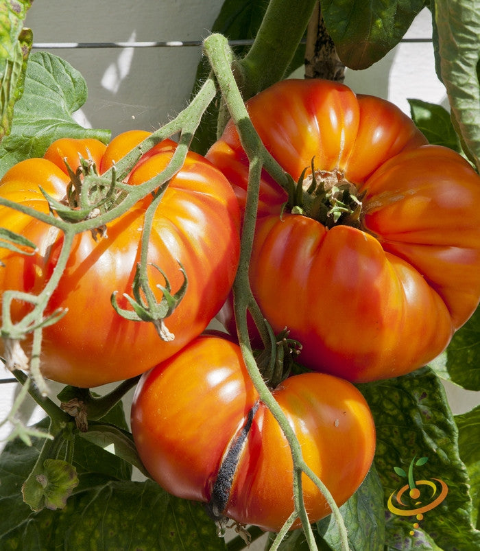 Tomato - Beefsteak/Ponderosa Red [INDETERMINATE].