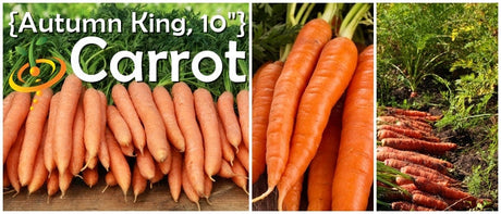 Autumn King 10 inch long carrots fresh and in soil rows