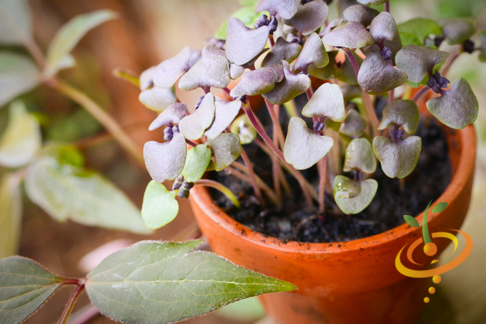 Sprouts/Microgreens - Basil, Purple - SeedsNow.com