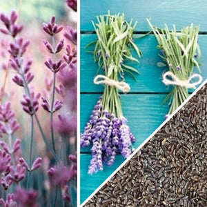 Lavender Vera, English Herb.