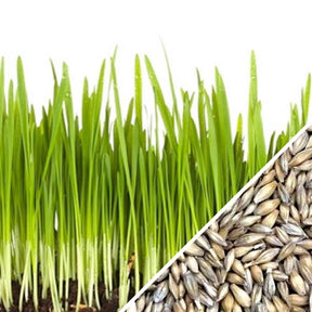 Buy Certified Organic USA Barley Sprouts/Microgreens seeds for sale online