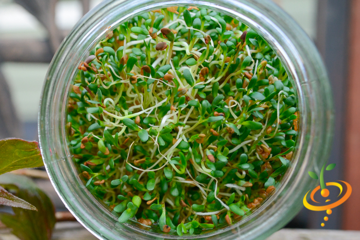 Sprouts/Microgreens - Alfalfa.