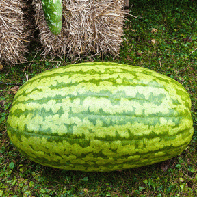 Fresh watermelon with Carolina Cross seeds from SeedsNow, showing ripe, green-striped fruit ready to harvest.