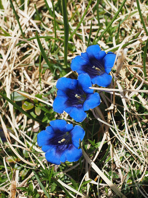 Wildflowers - Blues Brothers Seed Mix - SeedsNow.com