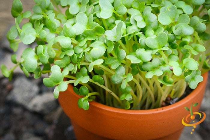 Sprouts/Microgreens - Mustard, Mizuna (Green).