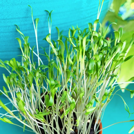 Sprouts/Microgreens - Cilantro/Coriander - SeedsNow.com