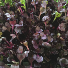 Red Rambo radish microgreens sprouts from SeedsNow, showing vibrant green stems with red-tinted leaves on a white background.