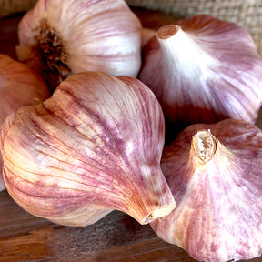 Russian Red hard neck garlic bulb from SeedsNow-Garlic, showcasing large red cloves and sturdy stems.