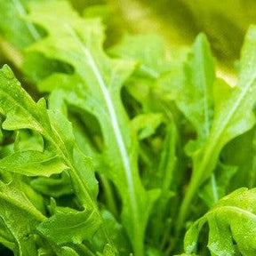 Close-up of fresh green heirloom NON-GMO arugula leaves growing in a garden