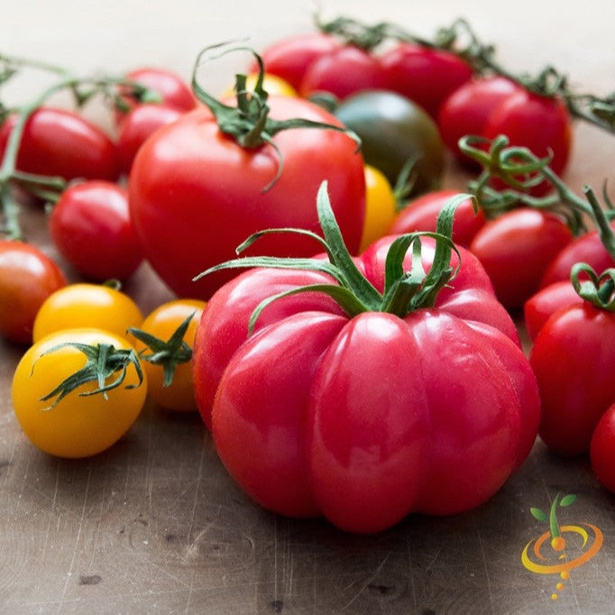 Pink Beefsteak Tomato Seeds | Large, Meaty, High-Yield Indeterminate