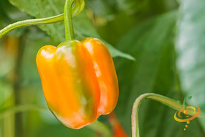 Pepper (Sweet) - Orange Horizon - SeedsNow.com