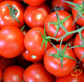 Indeterminate Abraham Lincoln tomato seeds from SeedsNow, showing vibrant green tomato plants with lush foliage.