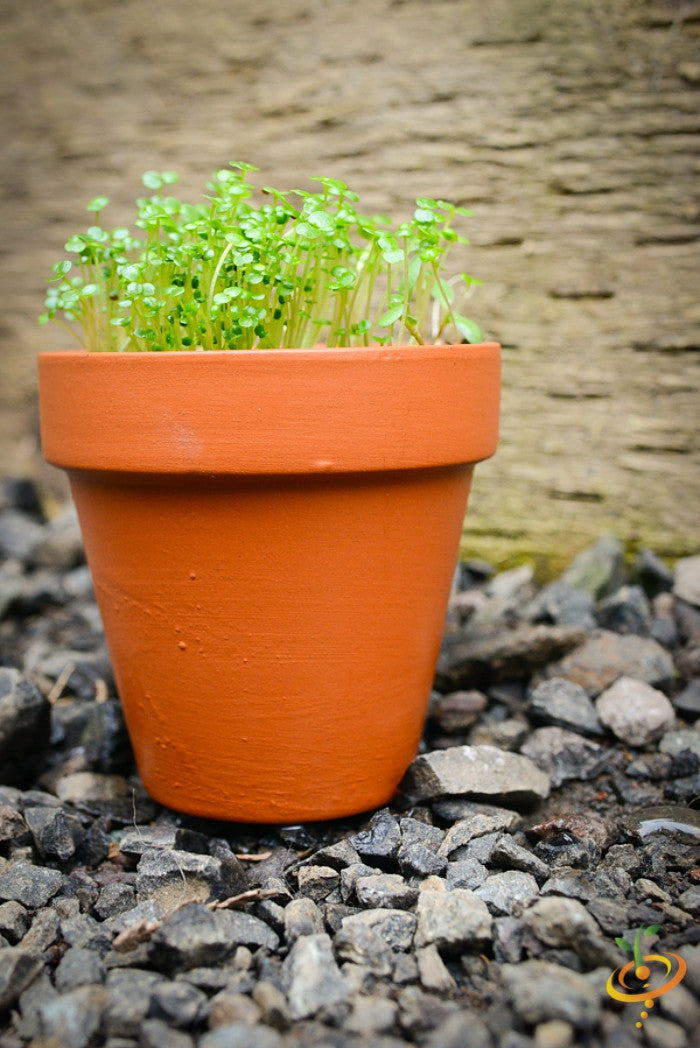 Sprouts/Microgreens - Cress.